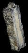 Mammoth Molar Slice With Case - South Carolina #58312-3